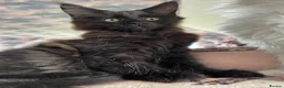 Maine Coon cats for sale: Stunning Black Smoke Maine Coon Girl – KamBaba🖤  in Thurso - Advert 4