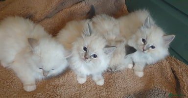 Ragdoll cats Absolutely Stunning GCCF Registered Kittens. - Advert 5