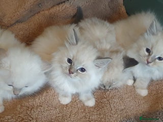 Ragdoll cats Absolutely Stunning GCCF Registered Kittens. - Advert 12