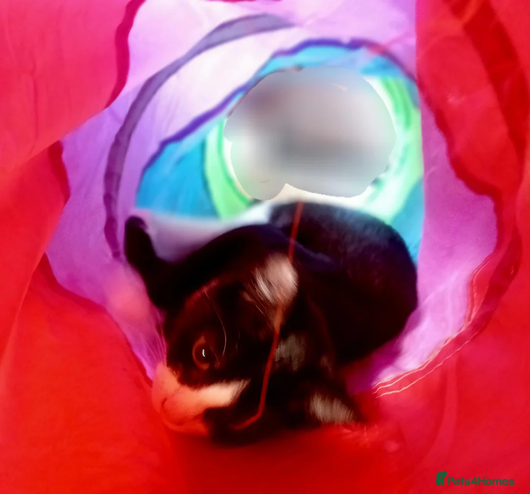 Mixed Breed cats for adoption: Max Playful Kitten Looking for his forever home - Advert 2