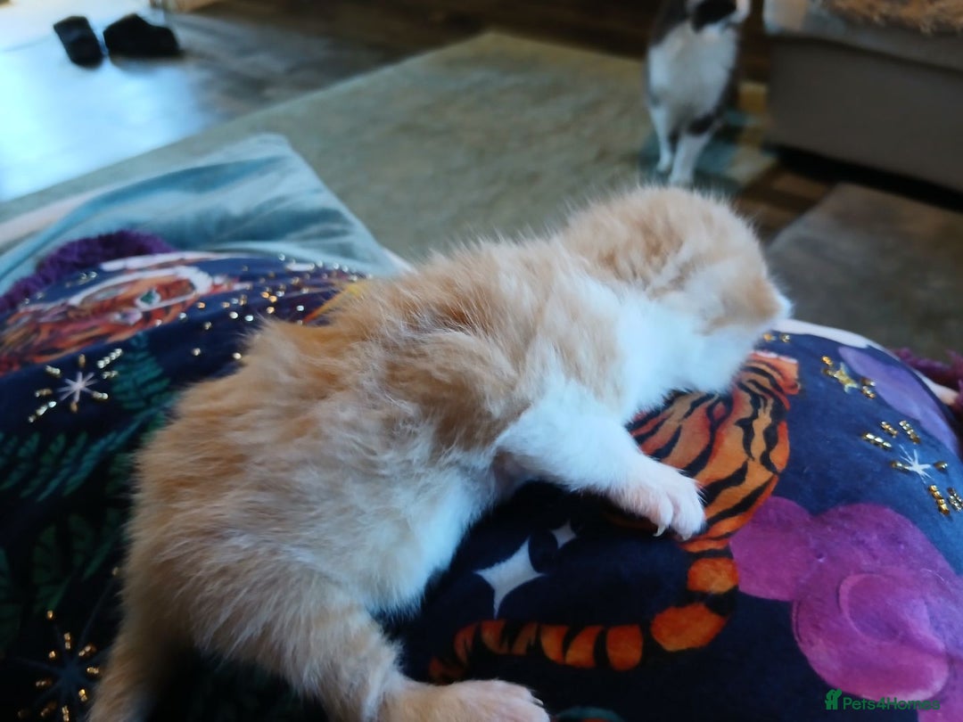 Turkish Angora cats for sale: Fluffy male kitten - Image 7