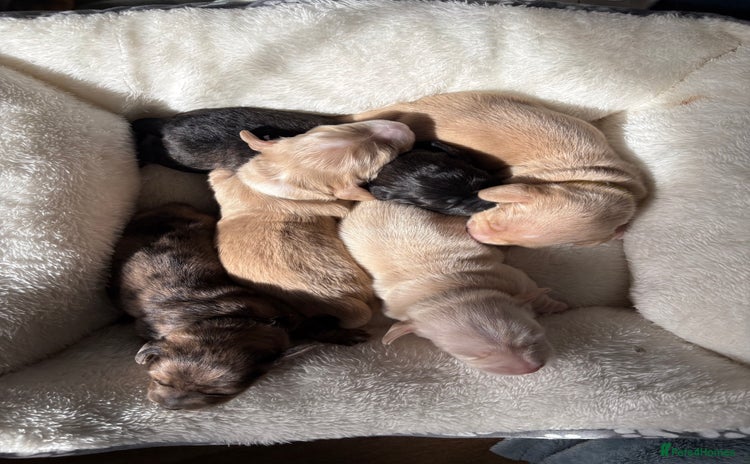 Miniature Dachshund dogs - Advert 1