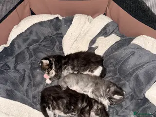 Maine Coon cats 3 adorable full Maine coon kittens - Advert 10