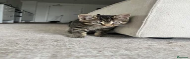British Shorthair Kitten 2