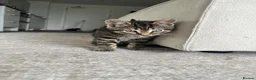 British Shorthair cats for sale: Tabby Kittens | 3 Available  in London - Advert 20