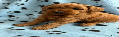 Cockapoo Puppy 4