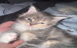 Maine Coon cats for sale: Mainecoons x ragdoll - Image 1