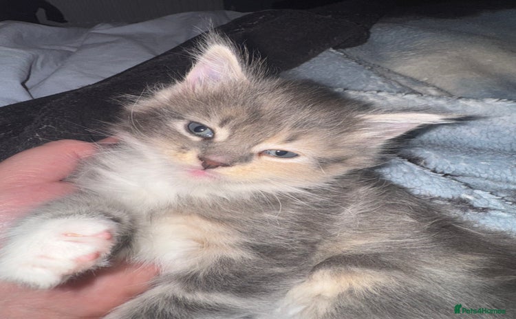 Maine Coon cats - Advert 1