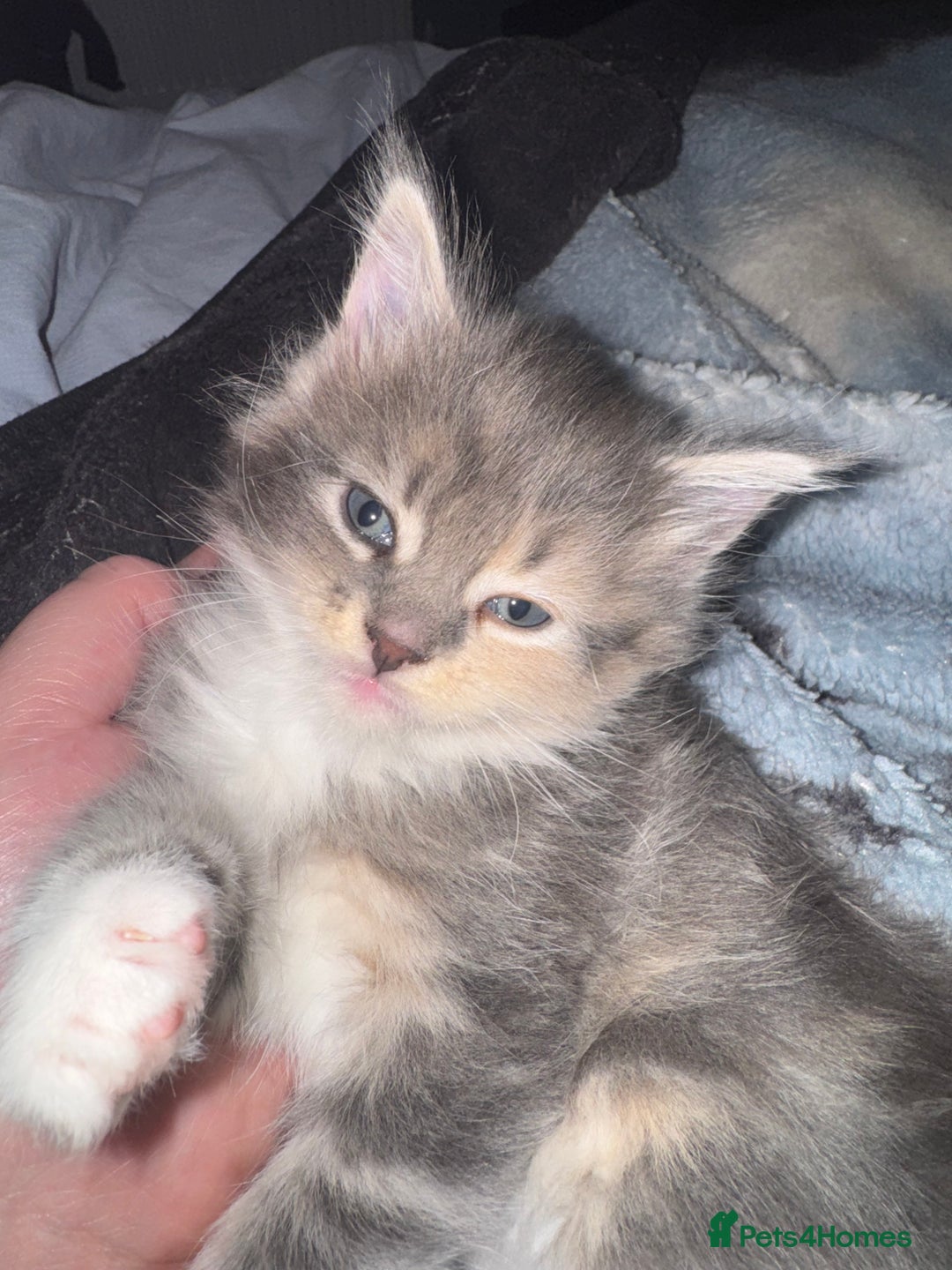 Maine Coon cats for sale: Mainecoons x ragdoll - Image 1