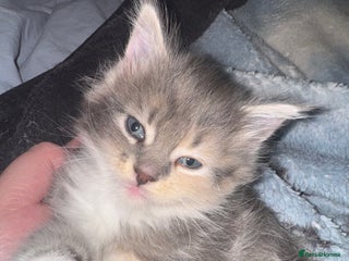 Maine Coon cats - Advert 1