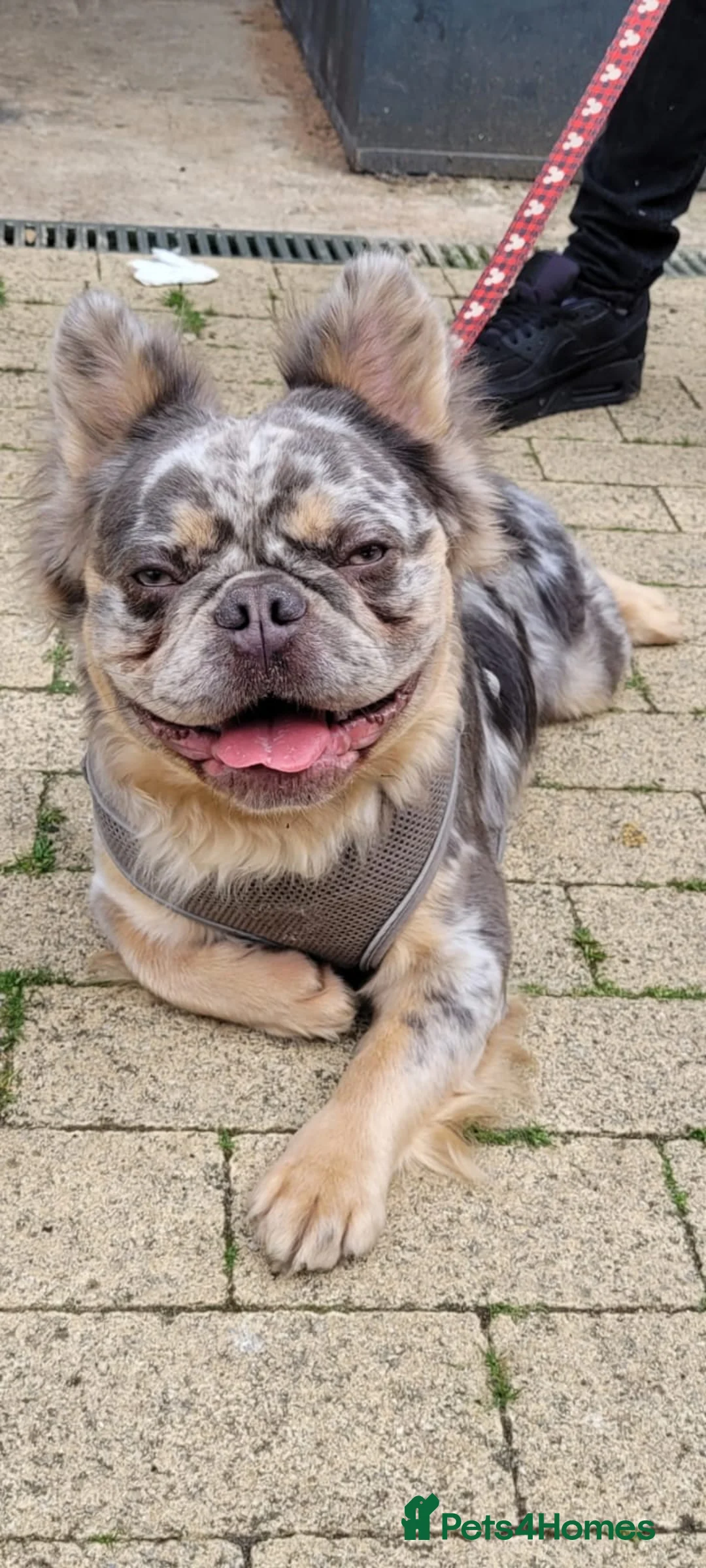 French Bulldog dogs for stud: French bulldog fluffy merle - Advert 2