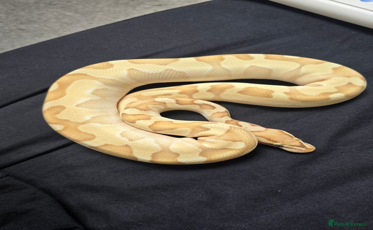 Python Snake reptiles - Advert 10