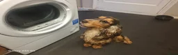 Cocker Spaniel dogs for sale: Show cocker spaniel  in Southampton - Advert 1