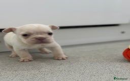 French Bulldog dogs for sale: French bulldog puppies  - Advert 15