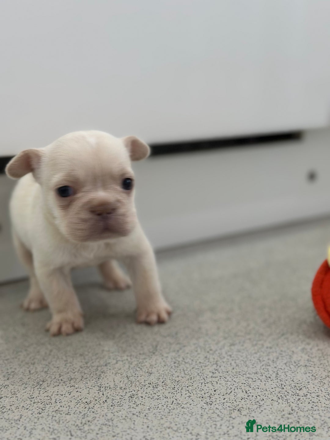 French Bulldog dogs for sale: French bulldog puppies  - Advert 15