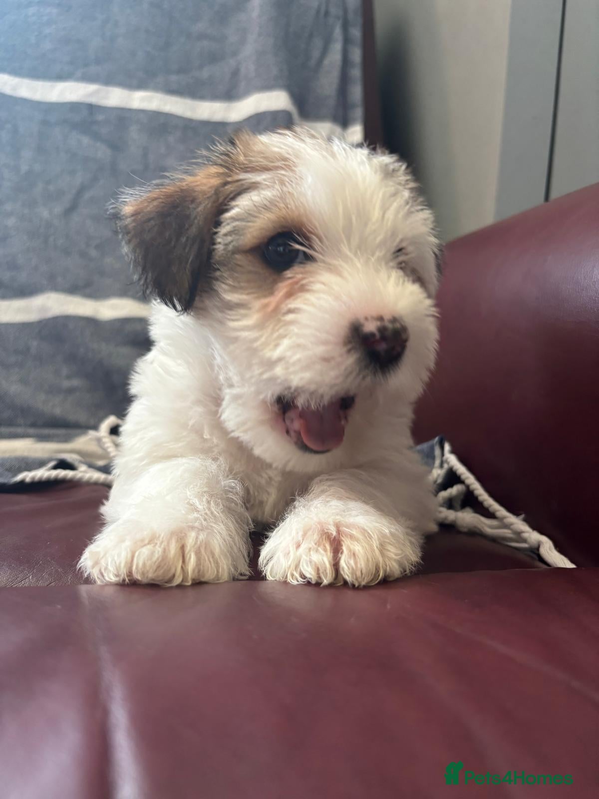 Mixed Breed dogs Puppies shitzu/bichon jRussell Yorkshire terrier - Advert 2