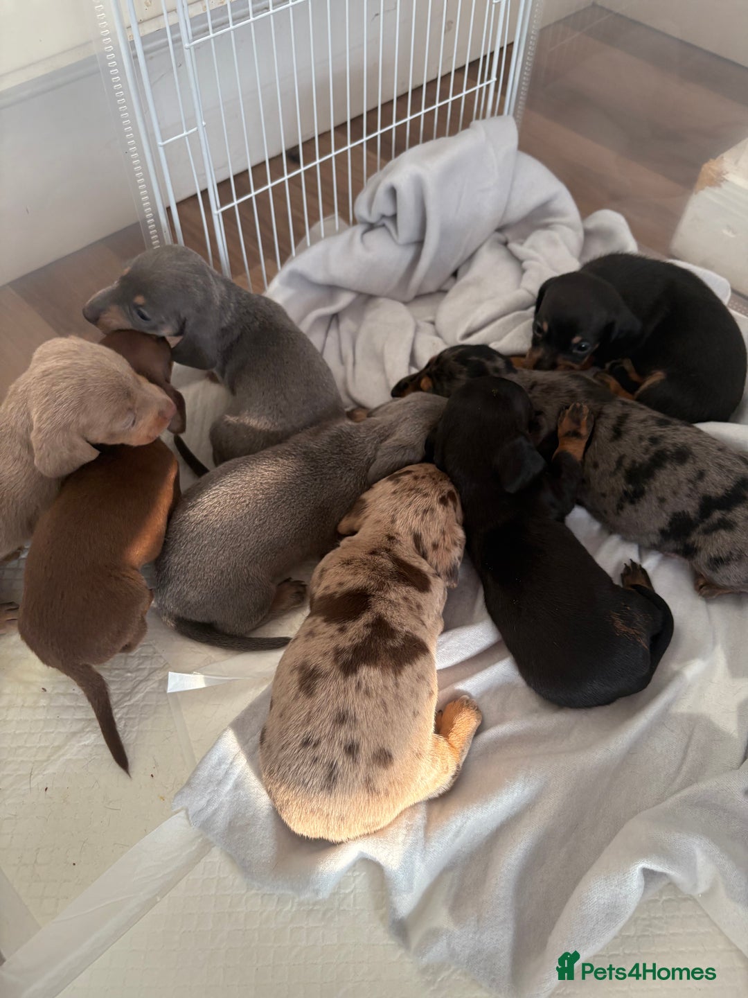 Dachshund dogs for sale: ⭐️KC reg miniature ⭐️stunning litter Dachshunds  - Image 5