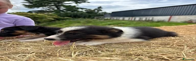 Border Collie 5