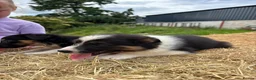 Border Collie dogs for sale: Long coated rare border collie puppies - Advert 5