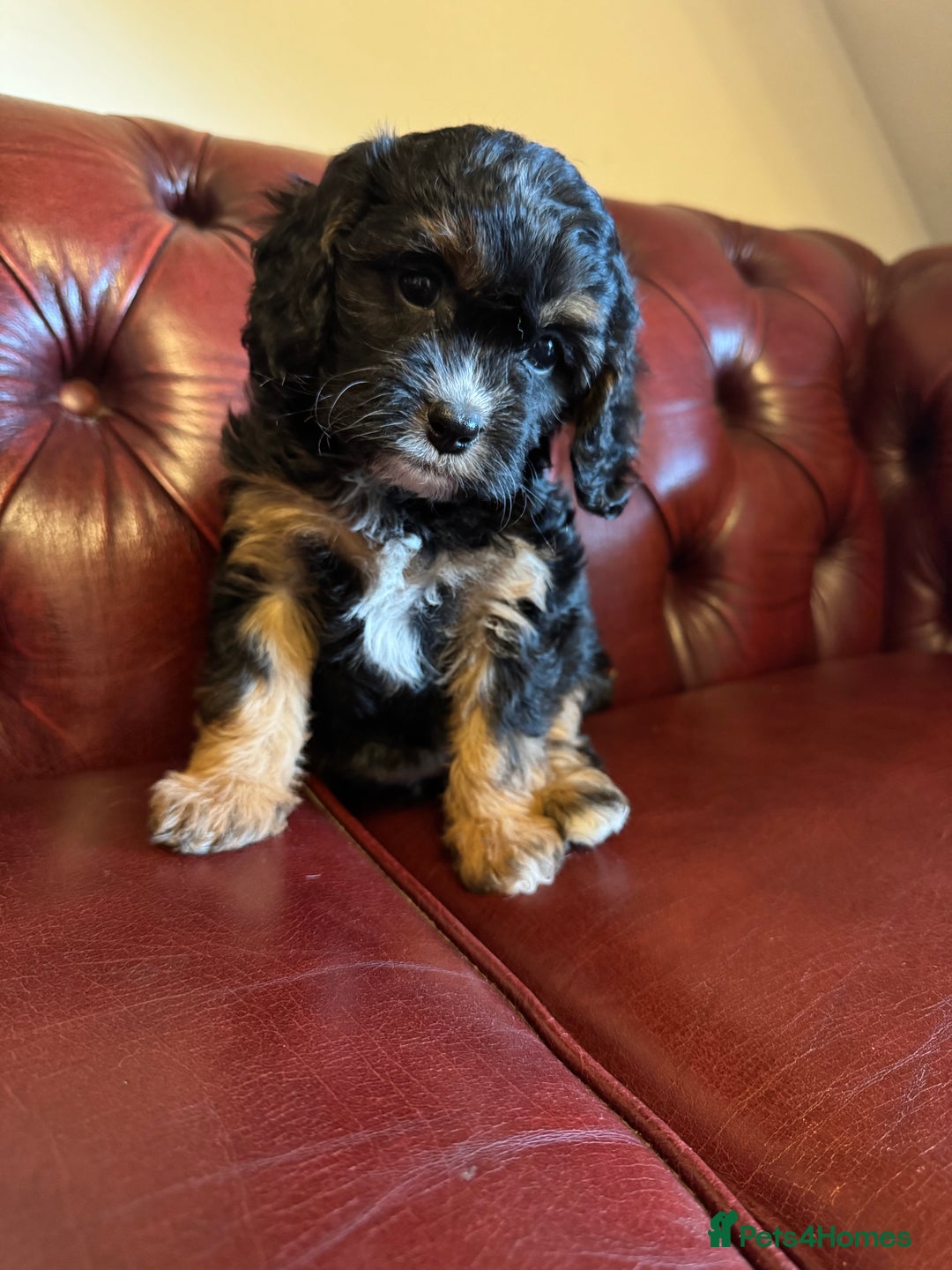 Cavapoo dogs for sale: F1 cavapoo stunning unusual colours  - Advert 9