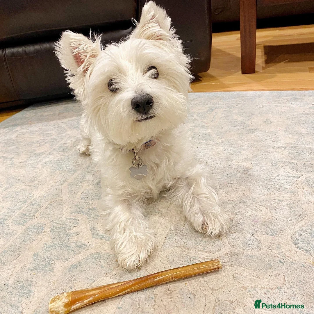 West Highland Terrier dogs for sale: Cute West Highland Terrier puppy - Advert 3