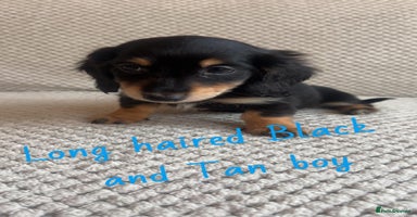 Miniature Dachshund dogs - Advert 12