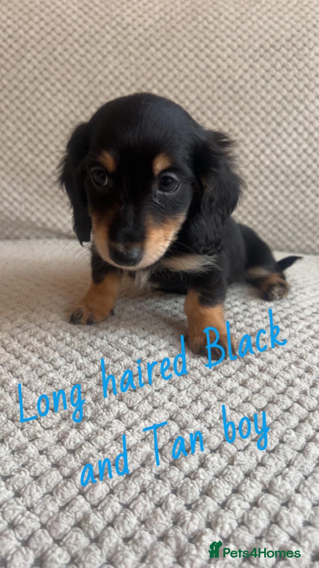 Miniature Dachshund dogs for sale: 1 boy 1 girl long haired ** - Image 14
