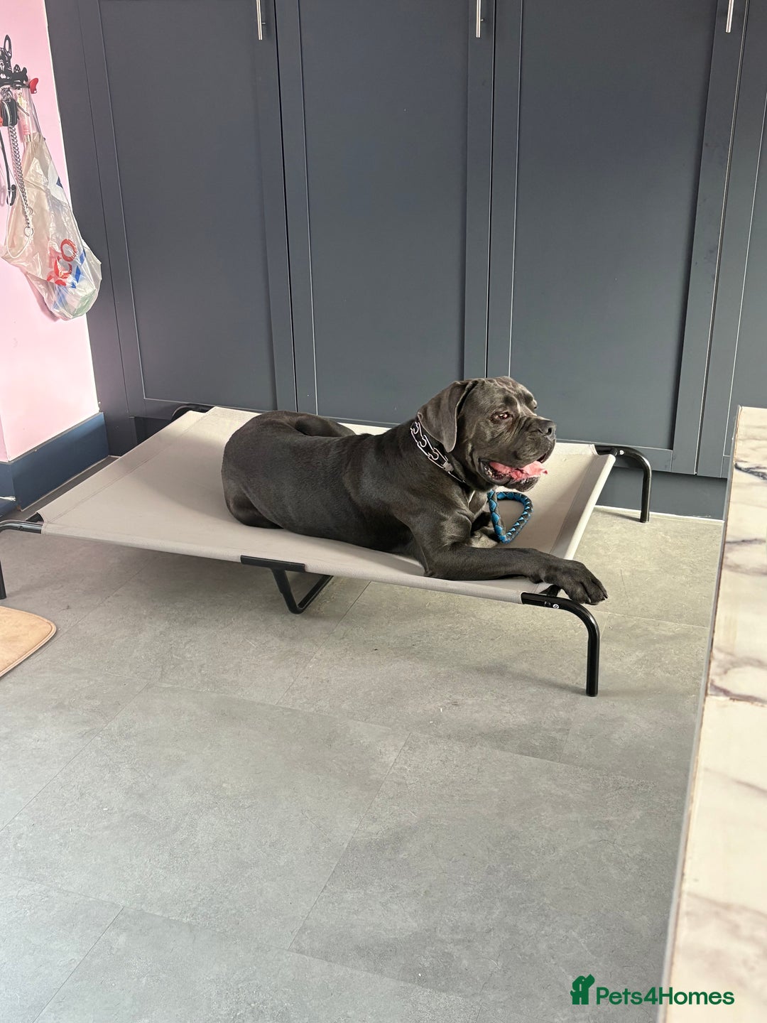 Cane Corso dogs for sale: Stunning Pedigree Cane Corso - Image 2