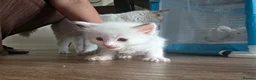 Ragdoll cats for sale: Pure ragdoll kittens  - Advert 7