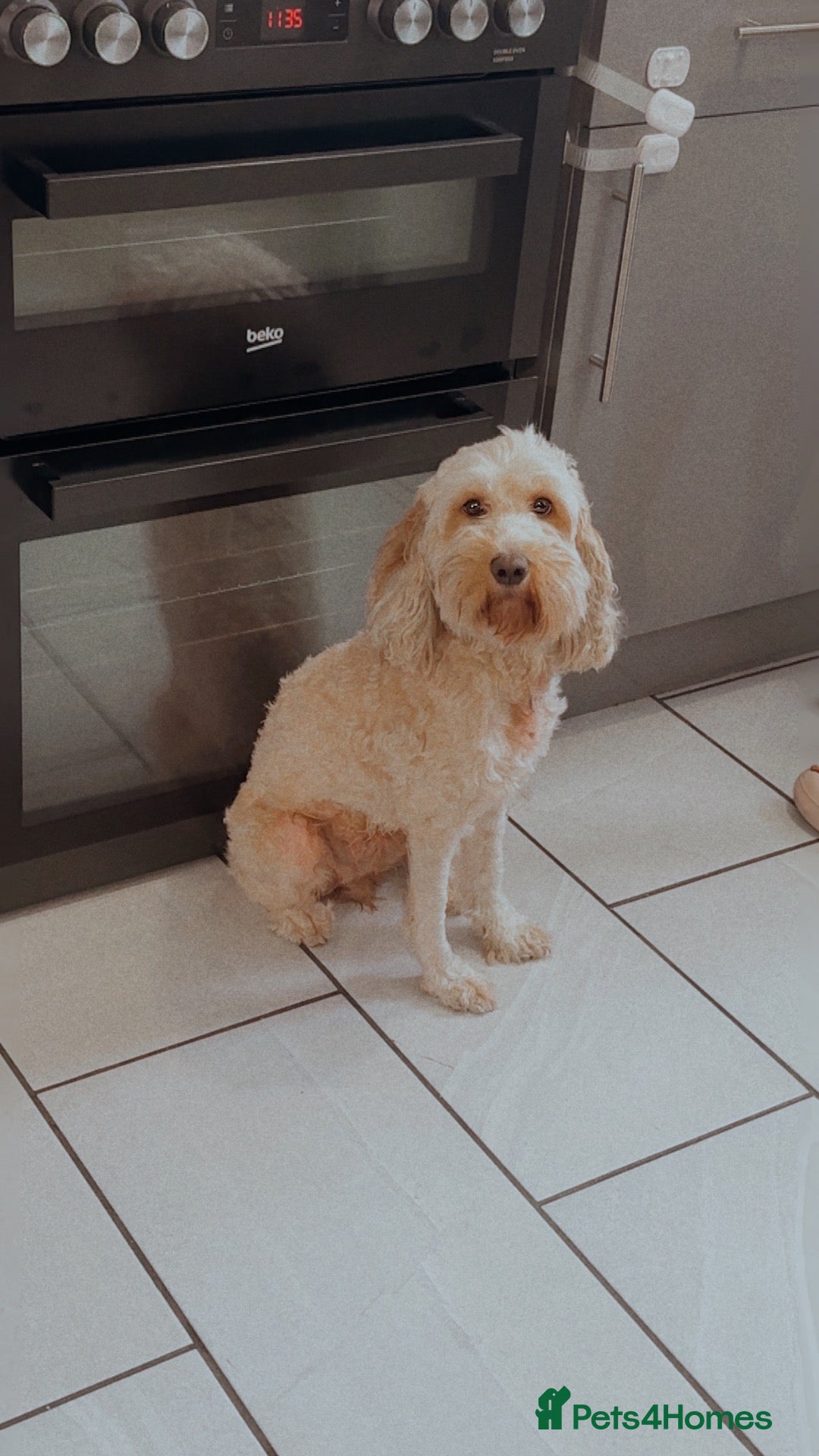 Cockapoo dogs 🐶💕 BEAUTIFUL COCKAPOO PUPPIES FOR SALE 💕🐶 - Advert 3