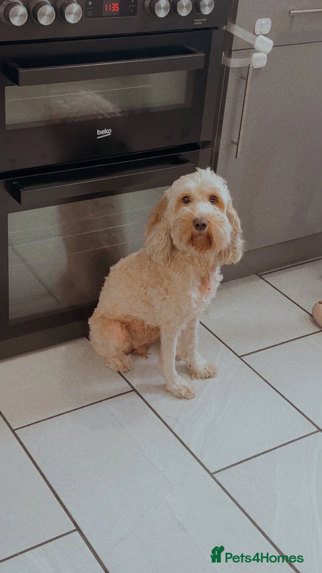 Cockapoo dogs for sale: 🐶💕 BEAUTIFUL COCKAPOO PUPPIES FOR SALE 💕🐶 - Advert 1