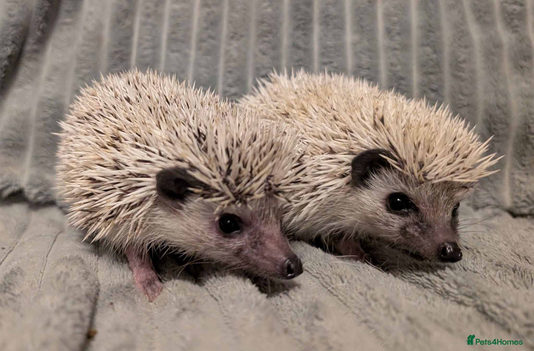 Pygmy Hedgehog rodents Lovely baby boys  - Advert 14
