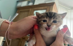 Mixed Breed cats for sale: 3 friendly kittens for sale - Image 11