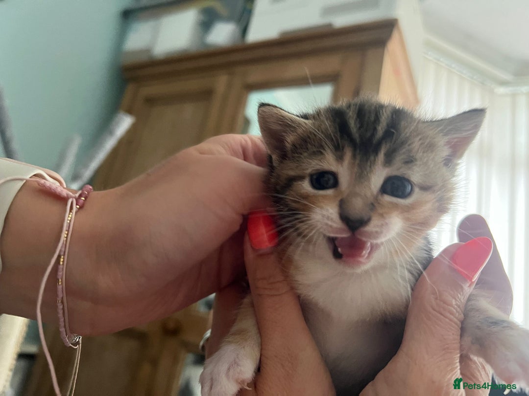 Mixed Breed cats for sale: 3 friendly kittens for sale - Image 11
