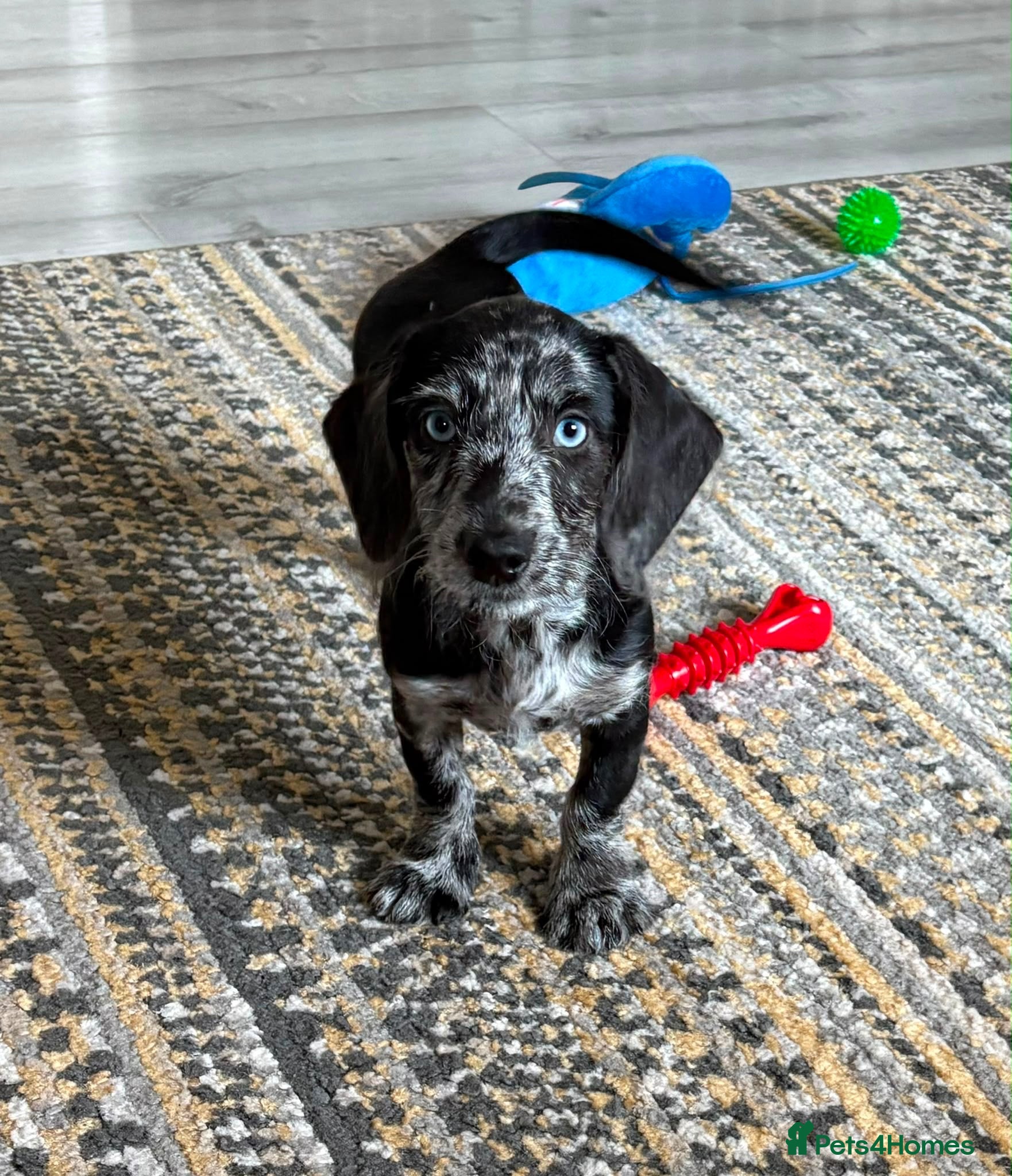 Doxiepoo dogs READY NOW  DOXIEPOOS BOTH PARENTS HEALTH TESTED  - Advert 1
