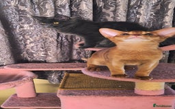 Abyssinian cats for sale: Abisinian kittens  - Image 16