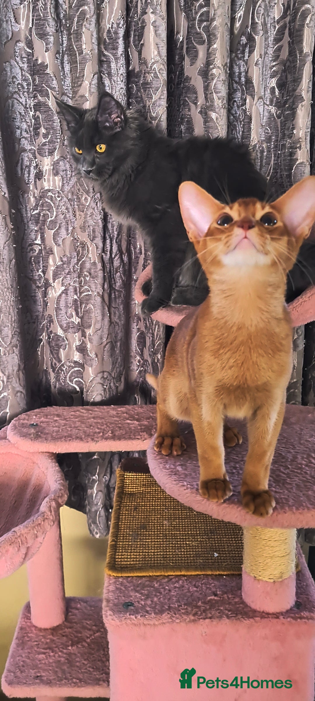 Abyssinian cats for sale: Abisinian kittens  - Image 16