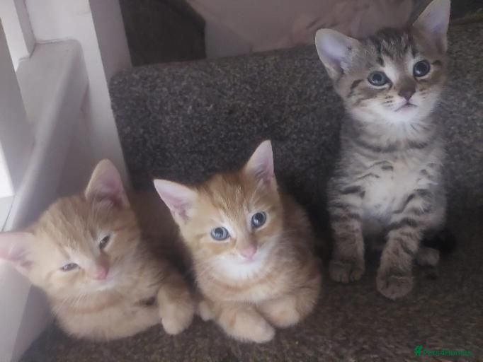 Bengal cats Bengal X British short-haired  - Advert 2