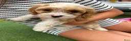 Cavapoo dogs for sale: Beautiful Cavapoo Puppies  - Advert 6