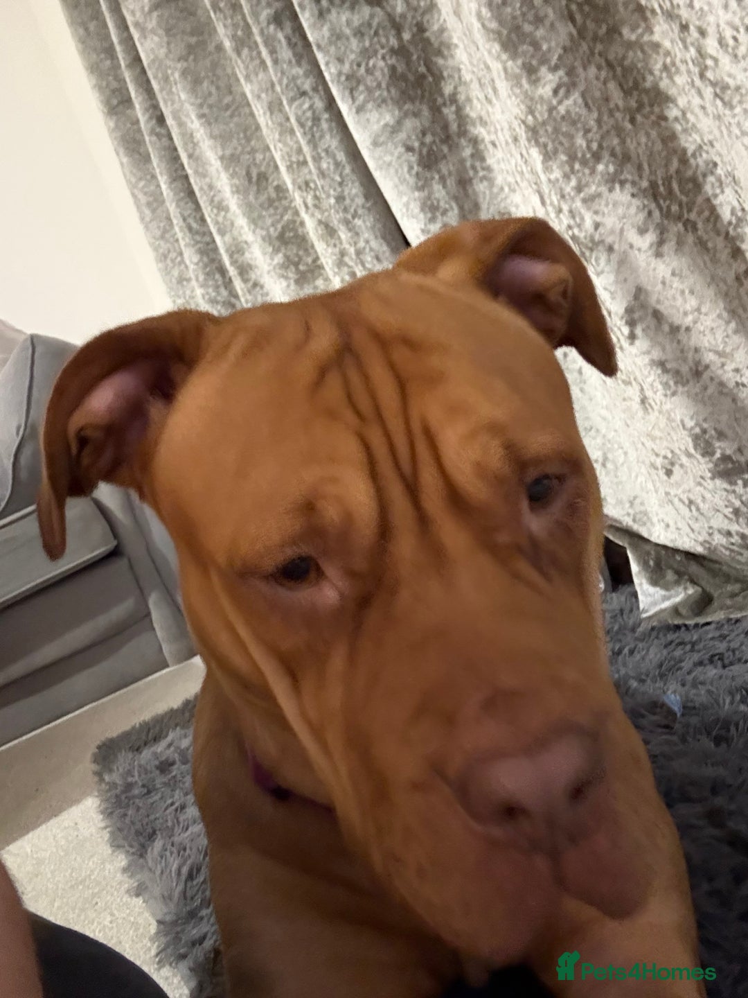 Mixed Breed dogs for sale: Sandy - Advert 4