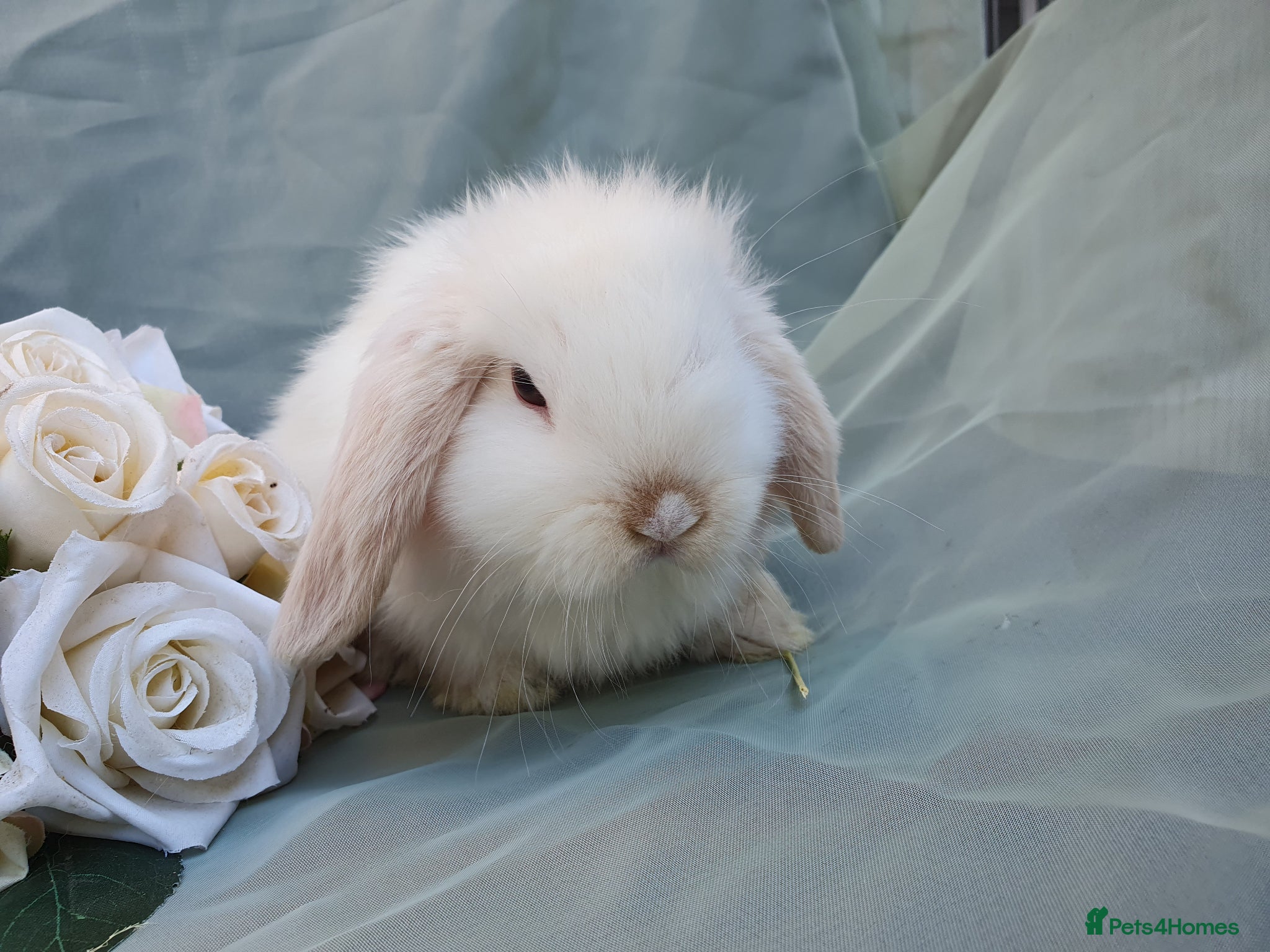 Mini Lop rabbits Friendly baby mini lops  - Advert 1
