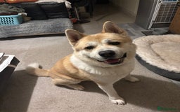 Akita dogs for sale: Beautiful akita boy - Advert 2