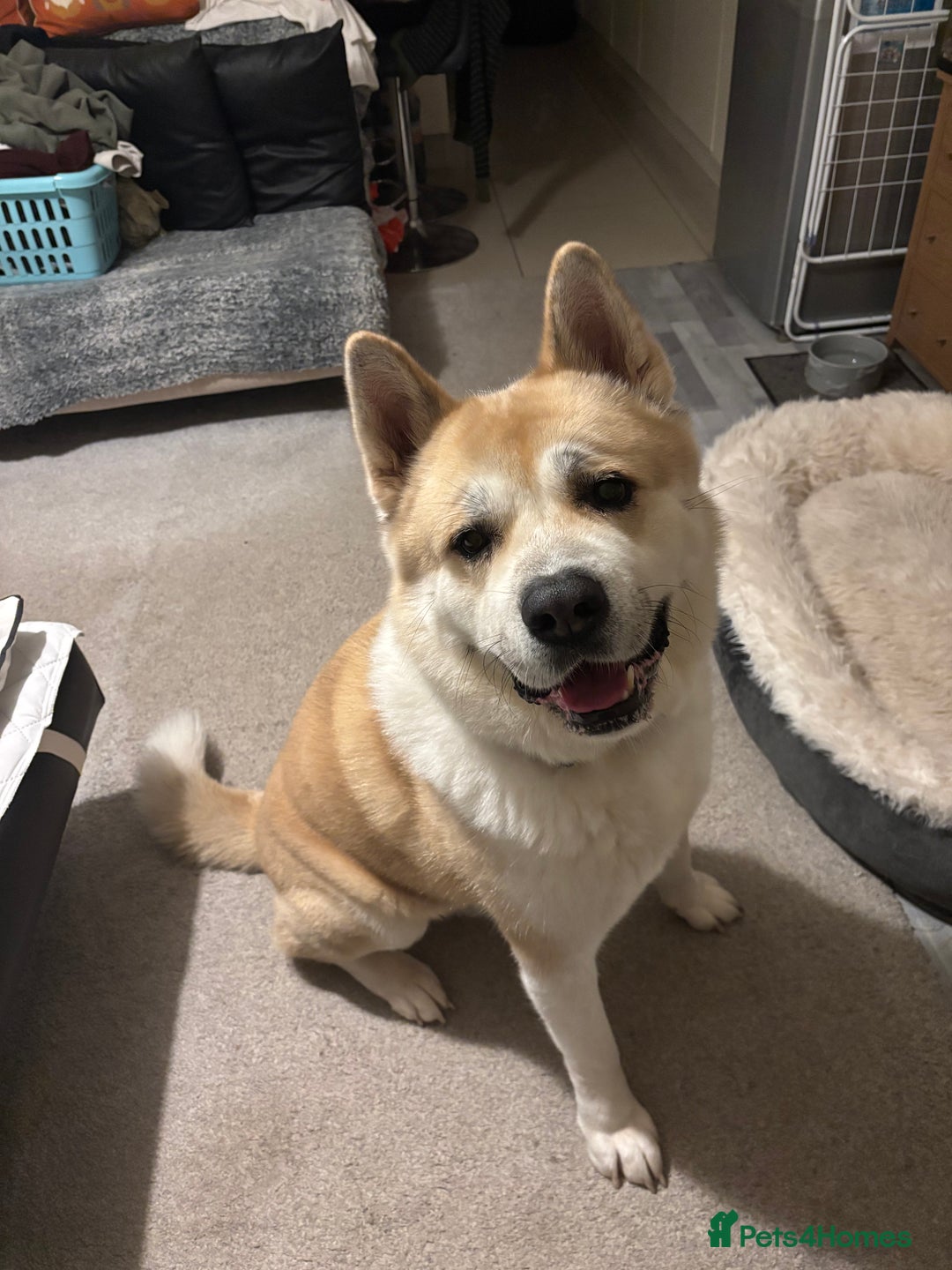 Akita dogs for sale: Beautiful akita boy - Advert 2