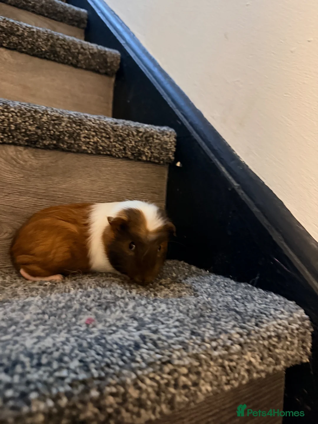 Guinea Pig rodents for sale: Guinea pigs  - Advert 2