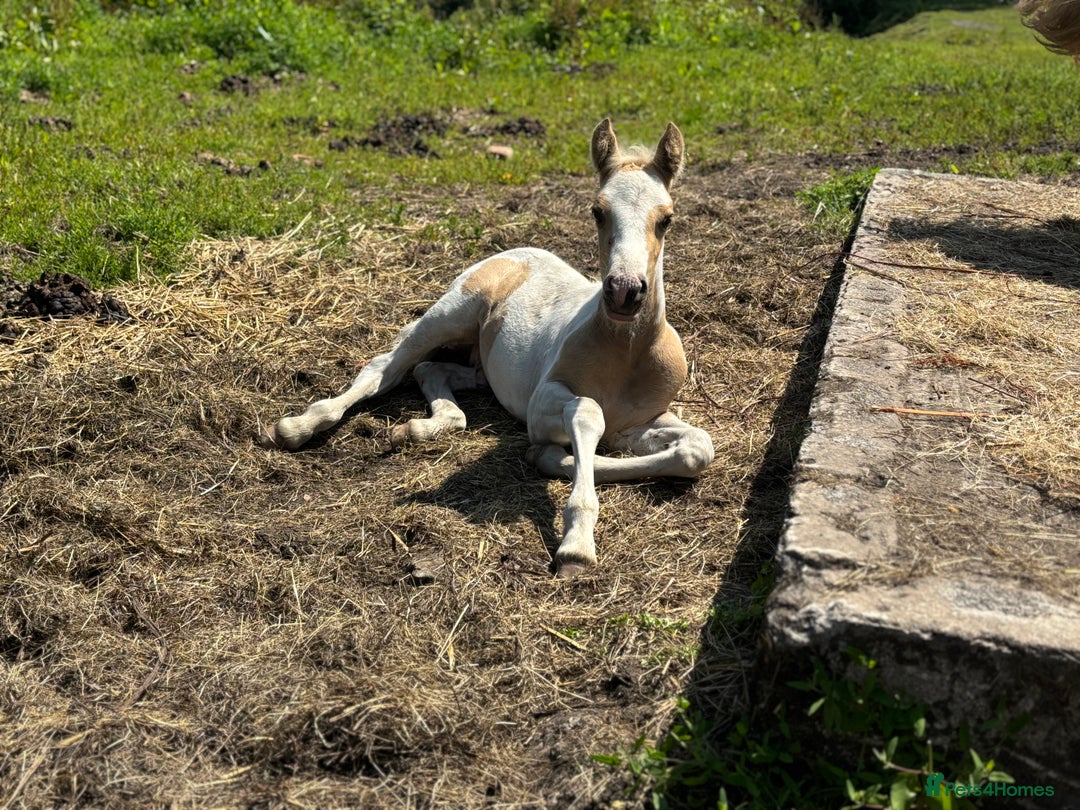 Welsh Section D horses for sale: Lemon and white colt foal  - Image 2