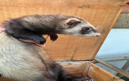 Ferret rodents for sale: Very friendly Jill - Image 2