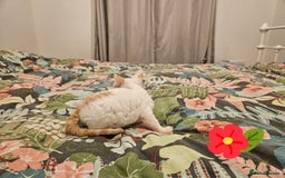 Devon Rex cats for sale: Darling Devons - Advert 10