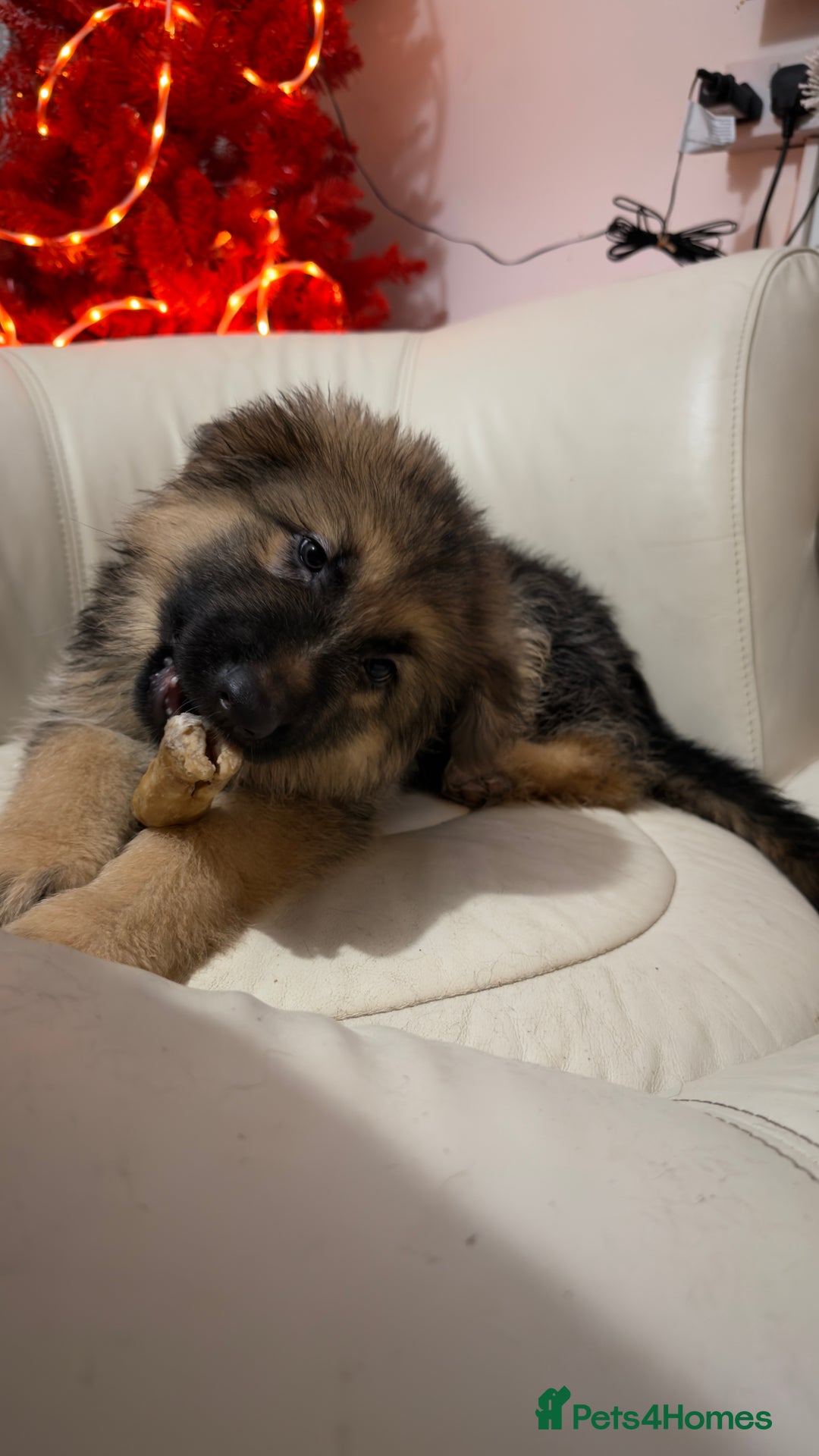 German Shepherd dogs for sale: German shepard pups black tan girl  reduced - Advert 2