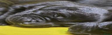 Labrador Retriever 4