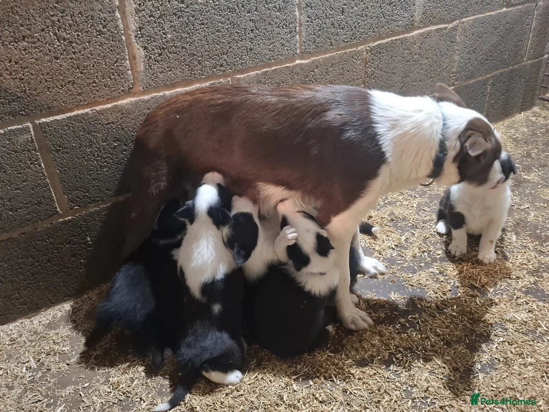 Border Collie dogs for sale: Border Collie puppies - Advert 2
